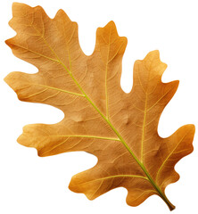 Fototapeta premium Brown autumn oak leaf isolated on white background as transparent PNG, generative AI