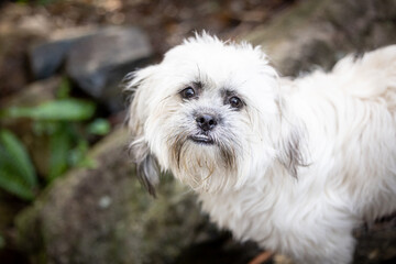 Tibetan Spaniel small fluffy white dog in rocky garden setting