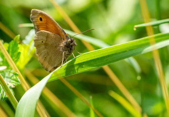 maniola jurtina butterfly on leaf 02