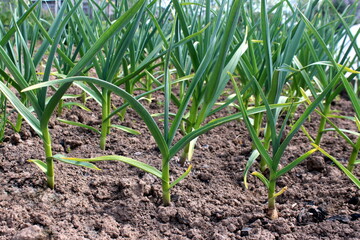 Garlic grows outdoors in the garden.	