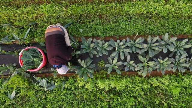 Aerial camera pushing in on farmers picking kale in a field on a farm in early morning haze.