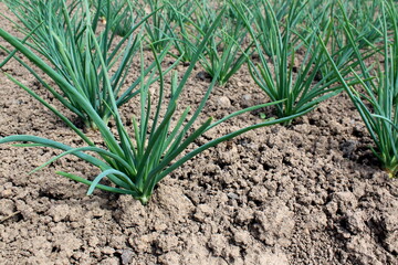 Green onions in the garden growing outdoors in the garden in spring.	