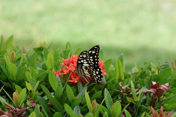 butterfly on a flower