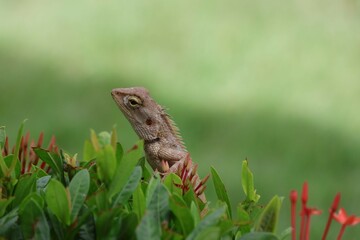 lizard on a tree