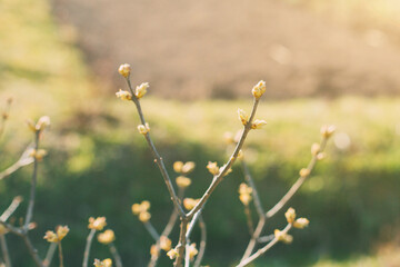 spring background thin spring twigs with young fresh tree buds at golden hour at sunset, spring mood
