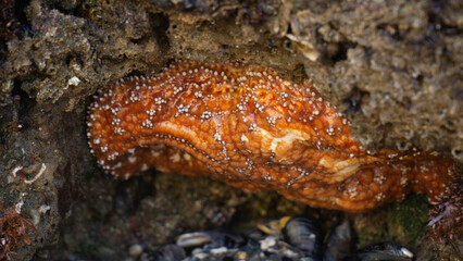 orange starfish on a rock