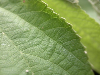Fototapeta na wymiar close-up structured detailed green leaf. Natural fresh green leaf. Suitable for background