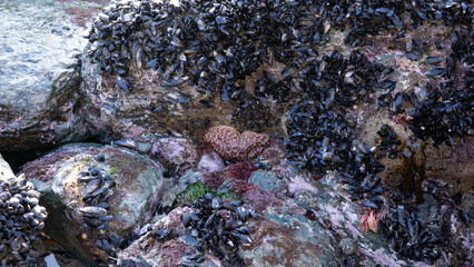 low tide at Cristal Cove, California