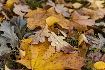 Autumn fallen leaves in the forest. yellow and orange birch leaves. Close-up photo