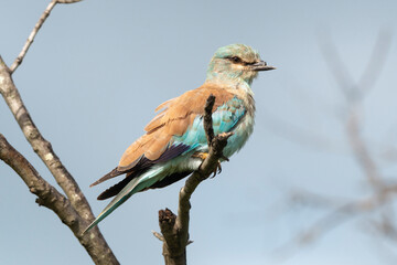 Rollier d'Europe,.Coracias garrulus, European Roller