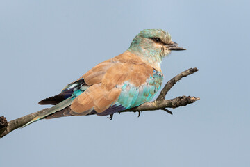 Rollier d'Europe,.Coracias garrulus, European Roller
