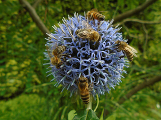 Echinops (globe thistle) and bees in the garden - macro