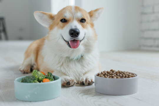 The dog eats food with vitamins.