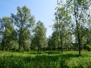Trees in the Hertfordshire Countryside