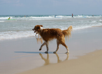 Cheerful wet dog playing on Beach in Charles Clore Park. Tel Aviv, Israel