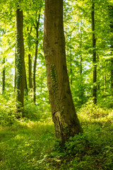 Beautiful light on a beech tree (Fagus) with an ivy vine climbing up its trunk, Weserbergland, Germany