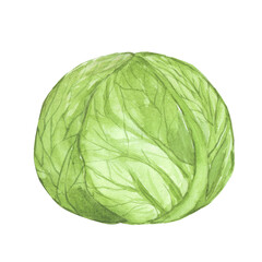 Obraz premium cabbage watercolor hand painting isolated on white background illustration for paper, menu