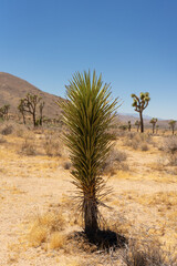joshua tree national park state. Yuca and joshua trees at the background