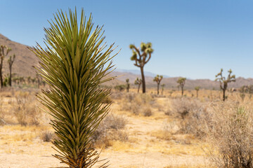 joshua tree national park state