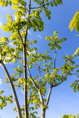 green foliage and walnut flowers during flowering, close-up