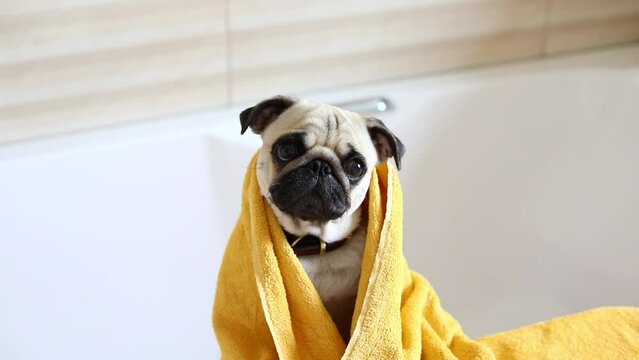 The pug is wiped with a towel after bathing. Pug in the bathroom. The dog looks at the camera and moves its muzzle and ears in a funny way. Horizontal video
