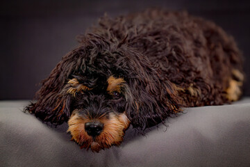 yorkshire terrier puppy