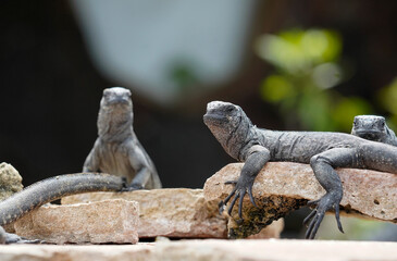 Two young marine iguanas on the fence, Isabela Island, Galapagos 