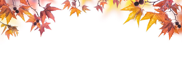 orange fall  leaves, autumn natural background with maple trees