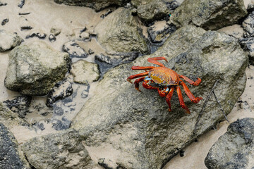 Sally Light-foot crab on the lava rocks on the beach, Isabela Island, Galapagos 