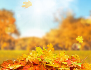 pile of autumn leaves, abstract background