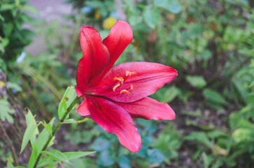 Burgundy lily mapira asiatic blossomed in flower bed in horticulture.