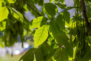 Tall ash tree in summer