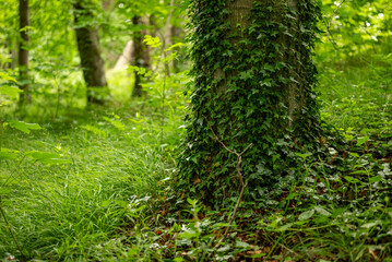 Close-up of an ivy-covered tree trunk in a pristine deciduous forest, Ith ridge, Weserbergland, Germany