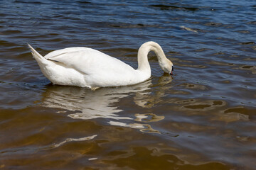 white swan floating on the river in sunny weather