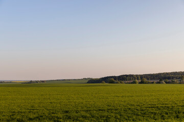 young green wheat in the field in the spring season