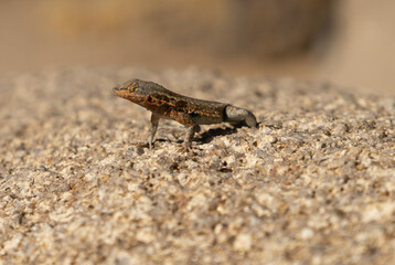 lizard on the stone