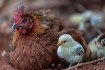 The background of chicken species, animals that are grouped together and are blurred by the...