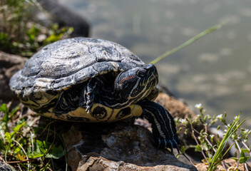 Fototapeta premium red-eared turtle basking in the sun close-up