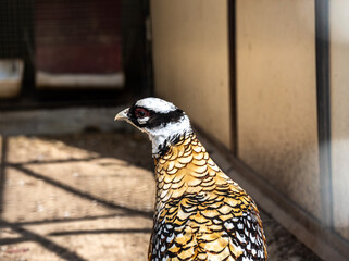 beautiful bright bird with an unusual color close-up