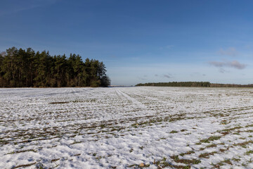 green winter wheat in the winter season