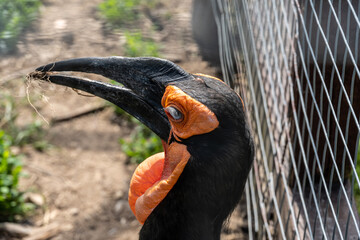 beautiful and bright bird close-up in natural conditions on a summer day