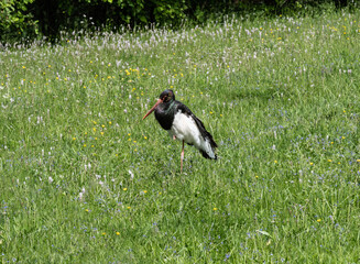 beautiful and bright bird close-up in natural conditions on a summer day