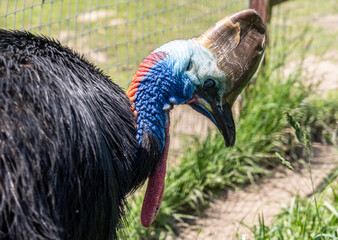 beautiful and bright bird close-up in natural conditions on a summer day