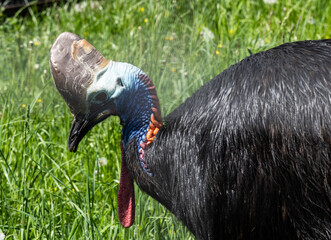 beautiful and bright bird close-up in natural conditions on a summer day