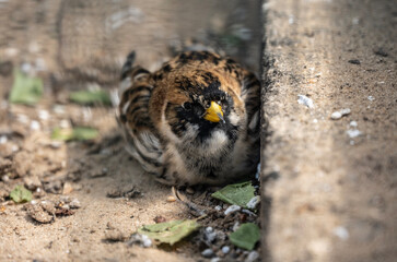 beautiful and bright bird close-up in natural conditions on a summer day