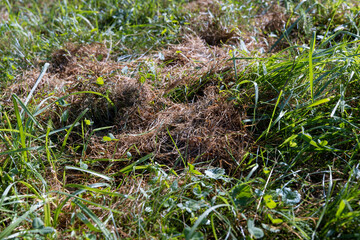 field with grass for harvesting fodder for cows