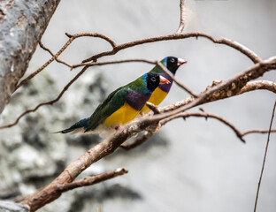 beautiful and bright bird close-up in natural conditions on a summer day