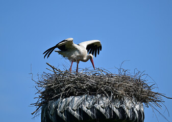 Fototapeta premium beautiful stork close-up in natural conditions on a summer day