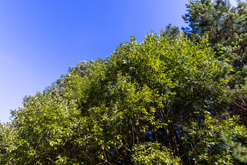 Fototapeta premium Tall pine tree in summer