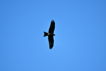 black kite close-up in natural conditions on a summer day